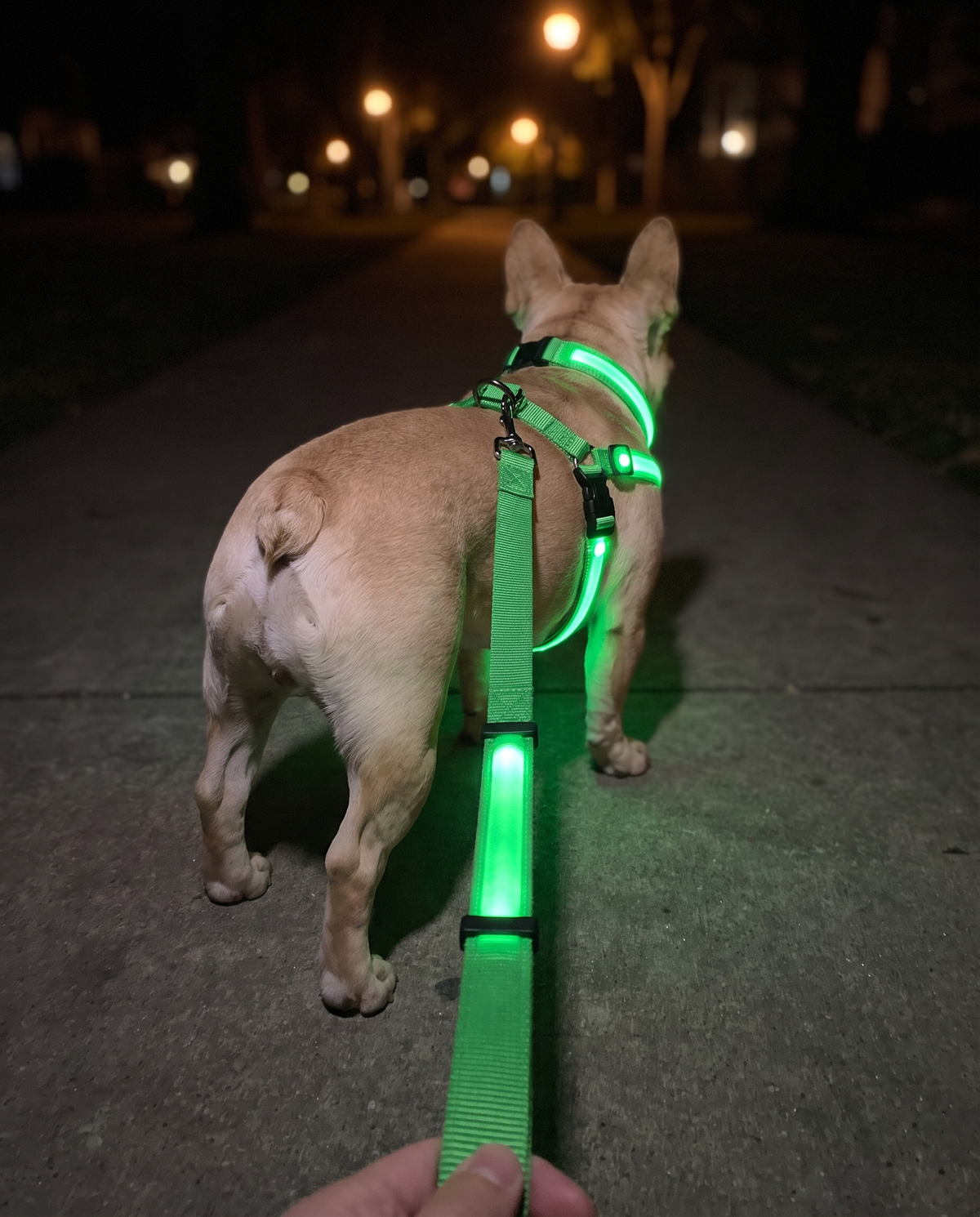 Complete LED Nighttime Walking Set for Pets