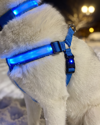 Complete LED Nighttime Walking Set for Pets